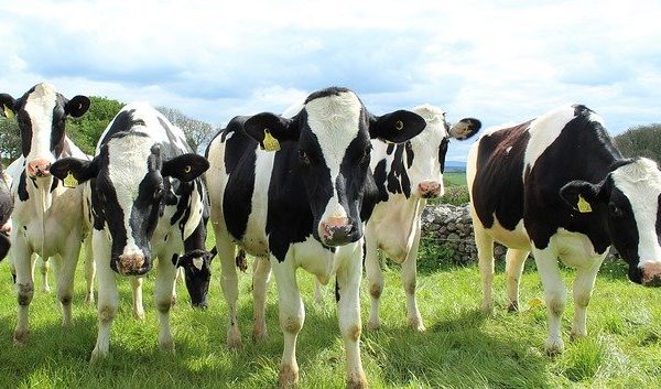 Dairy farm business