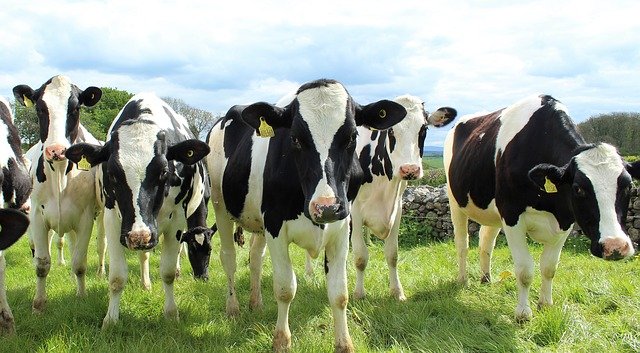 Dairy farm business